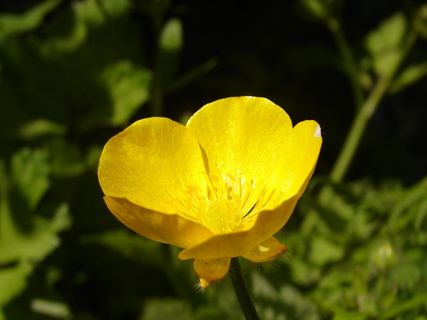 花,黄,黄花,自然,黄花,花瓣,宏,黄 花,黄,黄花,自然,黄花,花瓣,宏,黄