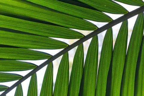 叶状植物的特写照片 叶状植物的特写照片