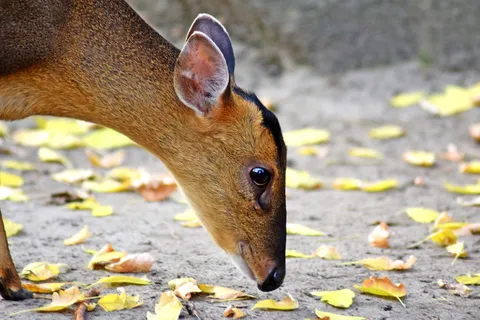 doe，动物，动物世界，好奇，斑比，一个动物，动物主题，叶子