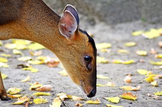 doe，动物，动物世界，好奇，斑比，一个动物，动物主题，叶子