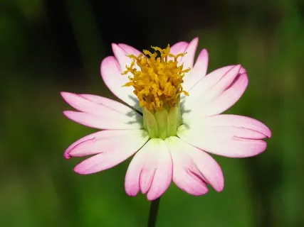 花,新鲜,特写,开花植物,植物,自然之美,脆弱,脆弱 花,新鲜,特写,开花植物,植物,自然之美,脆弱,脆弱