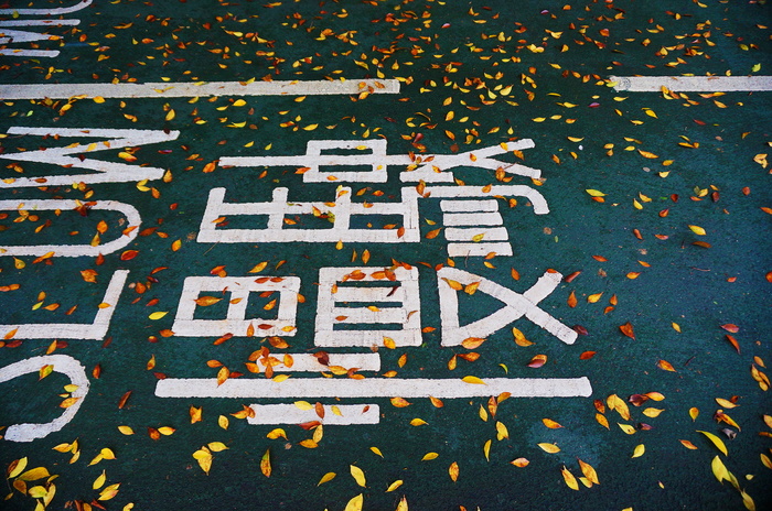 树叶，散落，道路，路面，落叶，路面标记，秋天，树叶