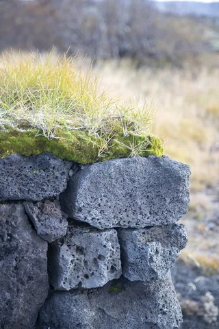 砖，砖墙，旧，块，建筑，石墙，老化，植物