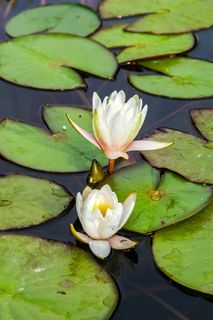 俄罗斯、莫斯科、aptekarskiy ogorod、自然、花卉、夏季、水、树叶