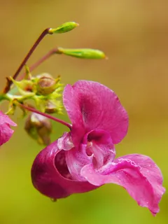 印度春茶,印度,喜马拉雅香脂,一年生,野花,红春草,粉色,花朵 印度春茶,印度,喜马拉雅香脂,一年生,野花,红春草,粉色,花朵