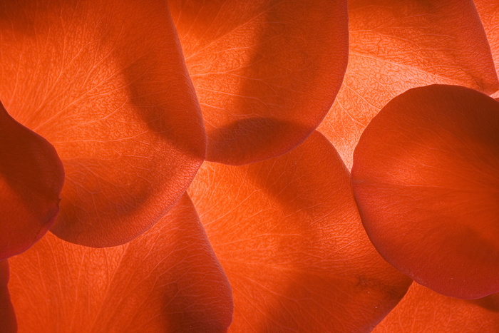 con2011，鲜花，新鲜，礼物，踏板，花瓣，照片，红色