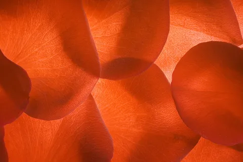 con2011,鲜花,新鲜,礼物,踏板,花瓣,照片,红色 con2011,鲜花,新鲜,礼物,踏板,花瓣,照片,红色