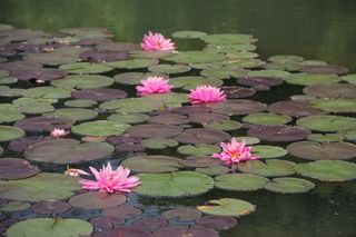 莲花，粉色，山楂，花，开花植物，水，睡莲，湖