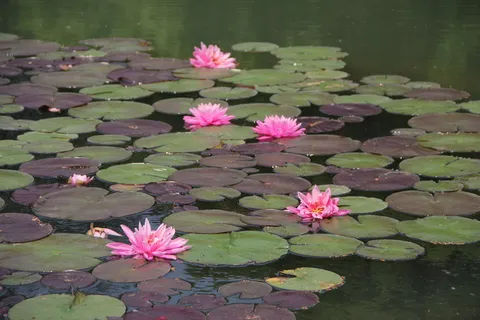 莲花,粉色,山楂,花,开花植物,水,睡莲,湖 莲花,粉色,山楂,花,开花植物,水,睡莲,湖
