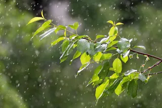 雨，天气，降水，雨滴，树枝，潮湿，雨滴，树叶
