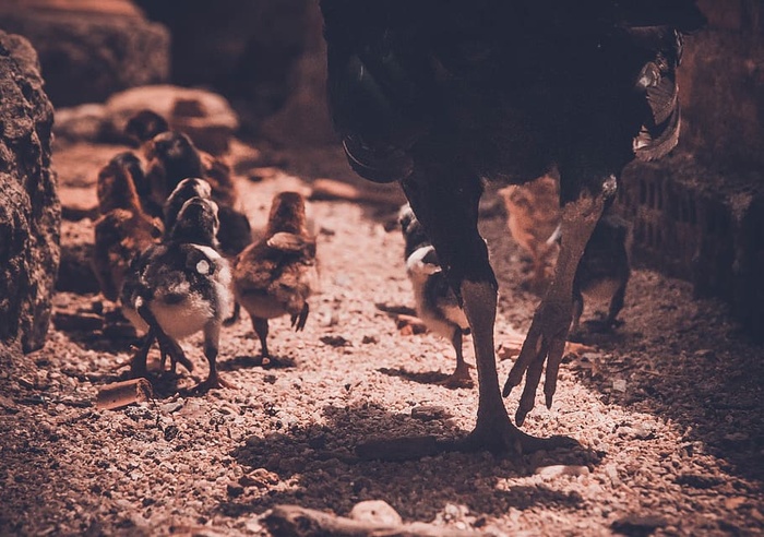 鸡，家禽，动物，小鸡，小鸡，人体部位，运动，低节