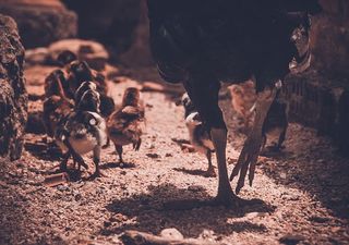 鸡，家禽，动物，小鸡，小鸡，人体部位，运动，低节