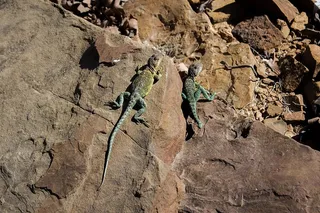 岩石、自然、野生动物、野生动物、生命、动物、爬行动物、太阳