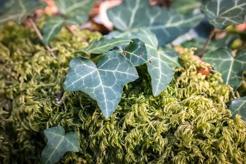 常春藤，苔藓，叶子，兰科，绿色，污垢，森林，植物部分