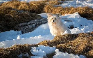 长外套，白色，狗，雪，小狗，动物，宠物，户外
