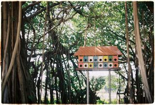 五彩木鸟舍，树，植物，天，没有人，自然，树干，树干