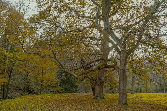 英国, 奥克兰主教, 奥克兰城堡, 树, 叶子, 类型准备好了, 性质, 秋季