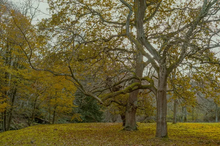 英国, 奥克兰主教, 奥克兰城堡, 树, 叶子, 类型准备好了, 性质, 秋季