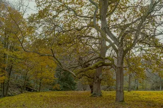 英国, 奥克兰主教, 奥克兰城堡, 树, 叶子, 类型准备好了, 性质, 秋季