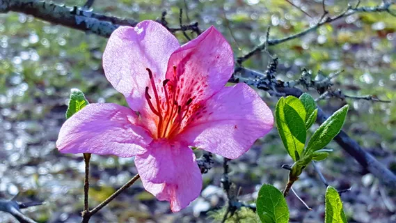 花,杜鹃花,粉红色,春天,自然,灌木,明亮,树叶 花,杜鹃花,粉红色,春天,自然,灌木,明亮,树叶