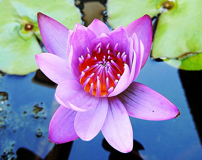 睡莲，水，花，池塘，粉红色，开花植物，花瓣，脆弱