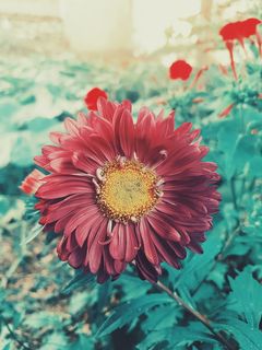 保加利亚, Krumovgrad, 植物, 红色, 绿色, 夏季, 花, 种子