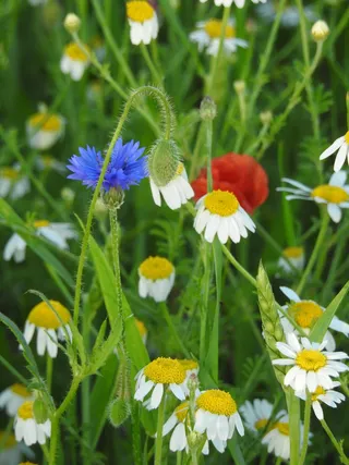 草甸, 洋甘菊, 矢车菊, 罂粟, 自然, 花, 花, 植物