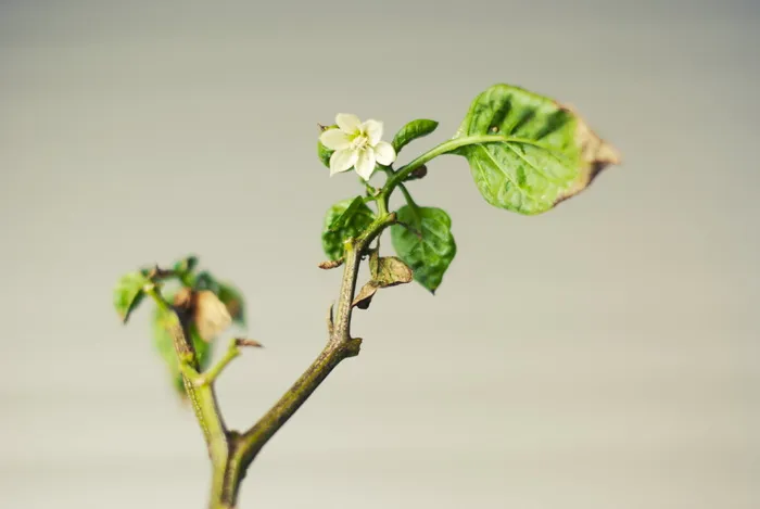 绿色、植物、白色、花朵、选择性、聚焦、摄影、花瓣