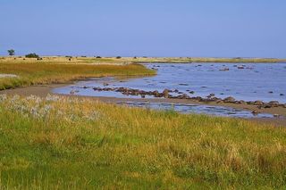 丹麦、丹麦海岸、岛屿、fyns hoved、波罗的海、丹麦波罗的海、丹麦波罗的海海滩、贻贝壳