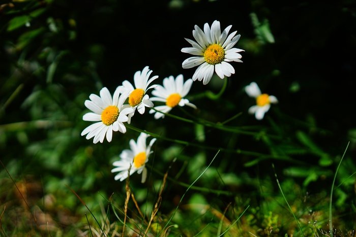 草地玛格丽特，雏菊，花朵，白色，白菊花，篮花温室，菊科，尖玛格丽特