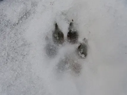 狗爪印，雪，白天，轨道，重印，狗，狼，爪