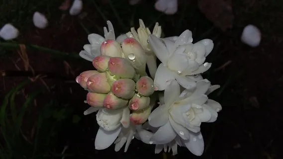 当归, 花, 晚香玉, 香味, 花园, 植物, 开花植物, 自然之美 当归, 花, 晚香玉, 香味, 花园, 植物, 开花植物, 自然之美