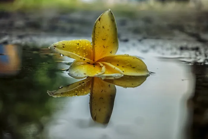 花、反射、自然、叶子、颜色、黄色、水、特写