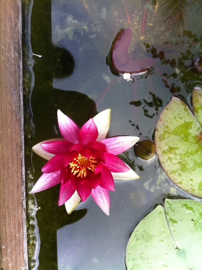 睡莲、黄莲、池塘、花园、花、植物、开花植物、新鲜度