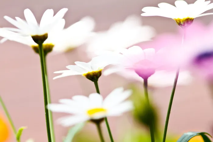 花，白色，花瓣，花朵，花园，植物，自然，秋天