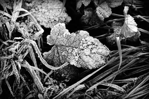 树叶、草、白霜、寒冷、刺骨、冬天、冰、水晶