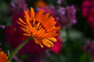 花，自然，花粉，夏天的花，橘子花，花瓣，花园，绿色