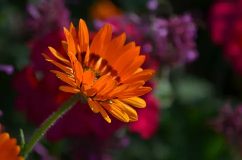 花,自然,花粉,夏天的花,橘子花,花瓣,花园,绿色 花,自然,花粉,夏天的花,橘子花,花瓣,花园,绿色