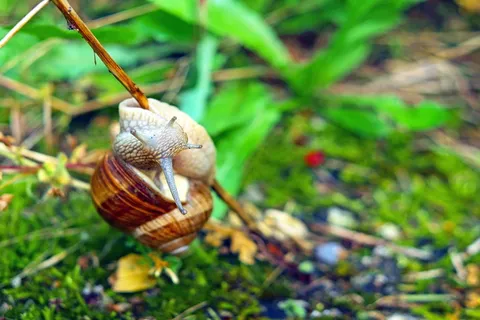 蜗牛、软体动物、分支、探针、野生动物、动物、腹足动物、动物主题 蜗牛、软体动物、分支、探针、野生动物、动物、腹足动物、动物主题