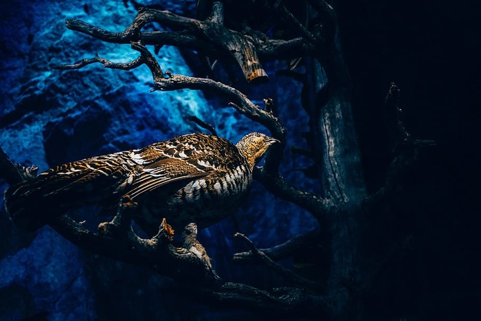 光，鸟，海洋，动物，苍蝇，户外，旅行，树