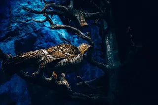 光，鸟，海洋，动物，苍蝇，户外，旅行，树