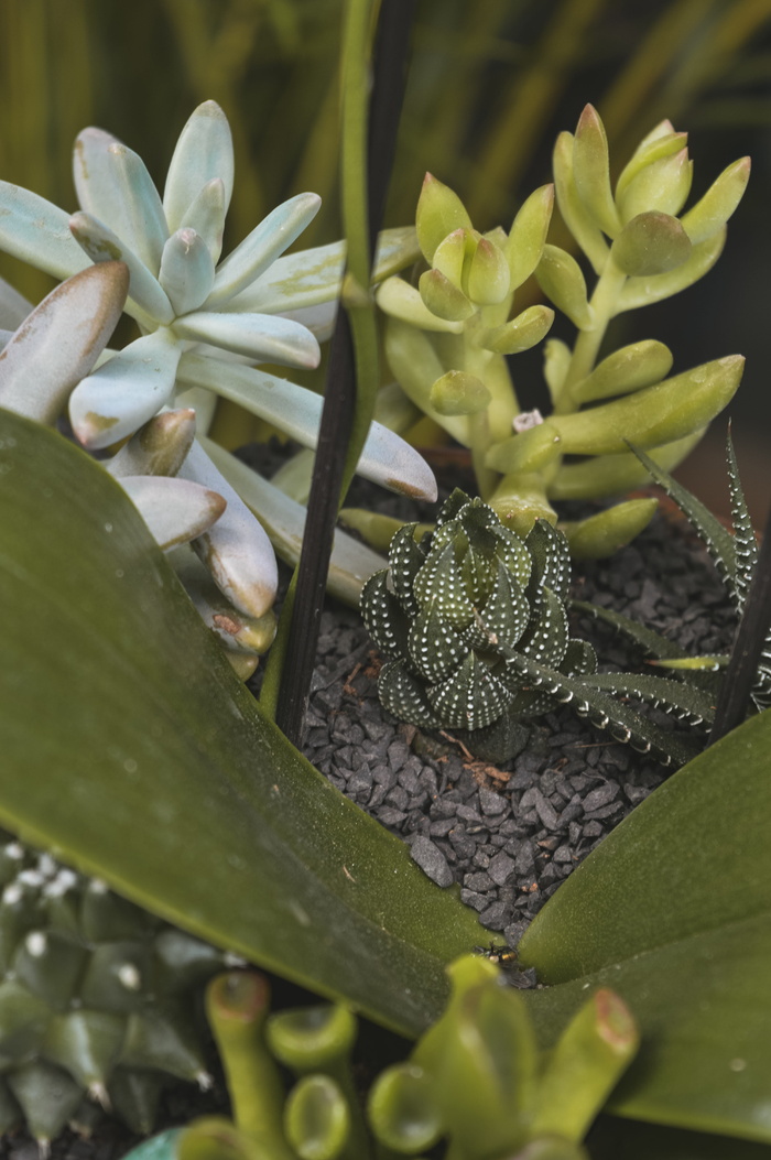 多汁植物
