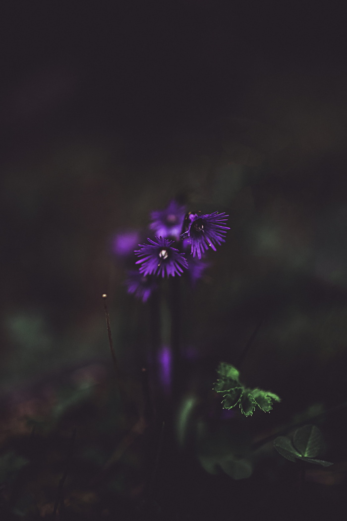 紫色花瓣花朵特写摄影
