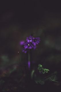 紫色花瓣花朵特写摄影 紫色花瓣花朵特写摄影