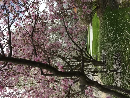 植物,花,花,樱花,尼亚加拉湖,234区域路100号,加拿大,树 植物,花,花,樱花,尼亚加拉湖,234区域路100号,加拿大,树