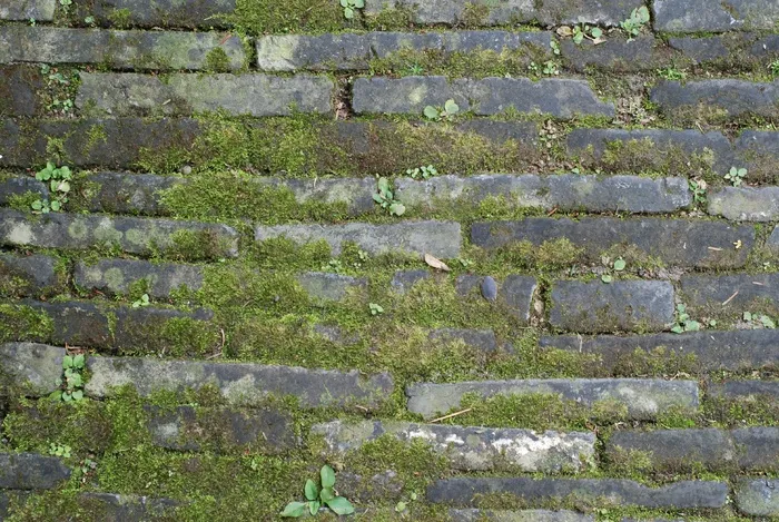 地面、砖、苔藓、全框架、背景、墙、无人、墙-建筑特征
