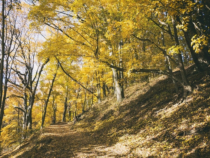 秋天，秋天的颜色，树枝，日光，环境，秋天，森林，风景