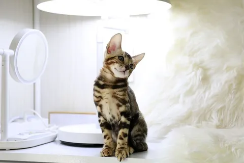 猫，老虎，小猫，动物，孟加拉，孟加拉猫，混合微妙