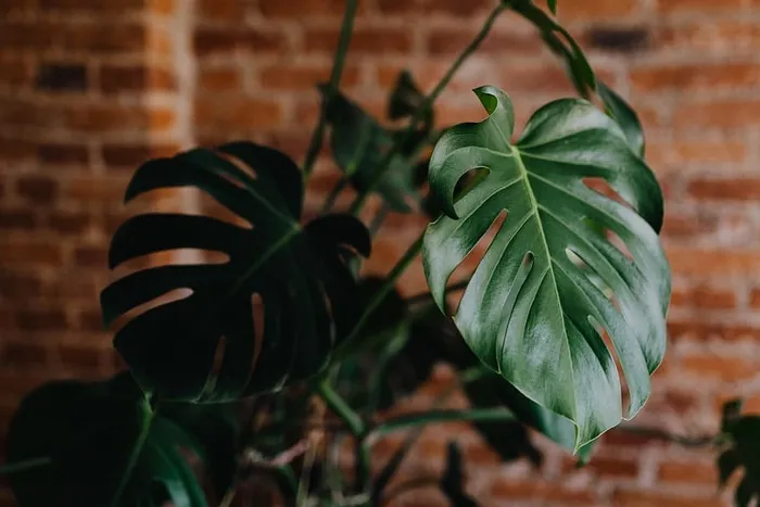 生长在家中的植物的绿叶