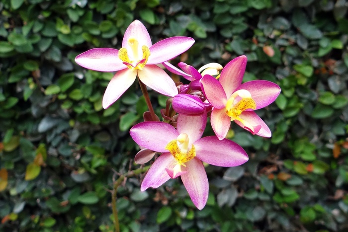 地面兰花，花朵，皱叶鸡血藤，兰科，花朵，植物群，达瓦德，印度